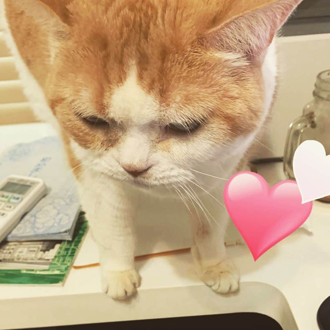 のインスタグラム：「完全にアサシンの顔してるけど圧倒的に足が短い #cat #ここ最近でイチオシの写真 #うめちゃん #眼窩が深いので上から撮るとこうなる笑」