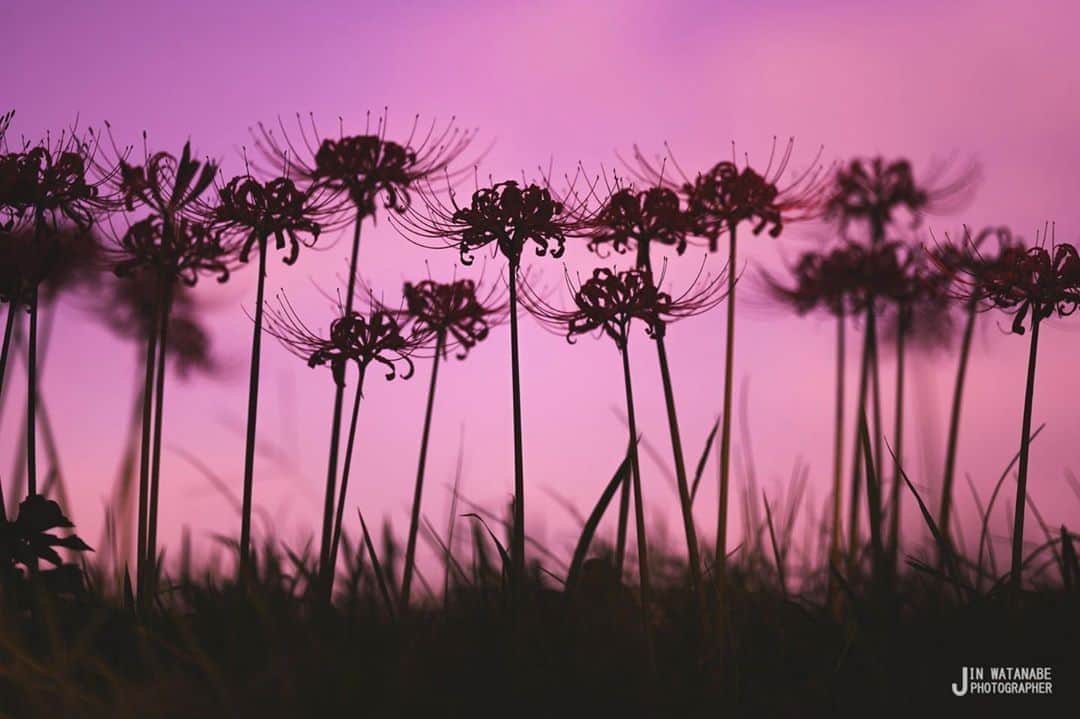 花の写真館のインスタグラム：「Photo by 渡部 仁.⠀ .⠀ Original Post[投稿いただいたURL]⠀ https://www.facebook.com/photo.php?fbid=3124048594335842⠀ .⠀ 本アカウントは、 #私の花の写真 をつけてInstagramに投稿された皆さまの花の写真や、「花の写真館」Facebookページで投稿された花の写真を紹介します。⠀ 「花の写真館」Facebookページは、「 @floral.photograph 」のプロフィールにあるURLからご覧ください。⠀ .⠀ ※各自、政府、自治体など公的機関の指示に従った行動をお願いします。⠀⠀ 東京カメラ部および分室では、写真を「見る楽しみ」を提供することを通して、微力ながら皆様にわずかな時間でも癒しをお届けしたいと思っております。⠀ ※本アカウントは東京カメラ部がFacebook、Instagramのサービスを利用して運営しているもので、Facebook社・Instagramとは一切関係ありません。⠀ .⠀ #花の写真館 #floralphotograph #floralphoto #flower #flowers⠀ Follow: @floral.photograph」