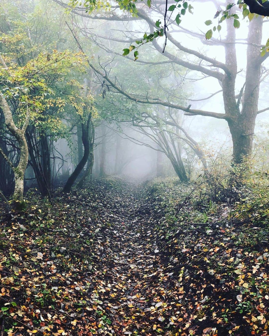 井澤惇さんのインスタグラム写真 - (井澤惇Instagram)「以前行った大平山に再度行ってきた！前回は山頂で富士山がでっかく見えたけど、本日は残念ながら雲の中。ただ永遠と幻想的な世界にいた感じがしてしっかり癒されてきました。身体くたくただけど、今回も楽しかったなー！！またすぐ行きたい！ #登山　#登山初心者」10月15日 19時38分 - bass138