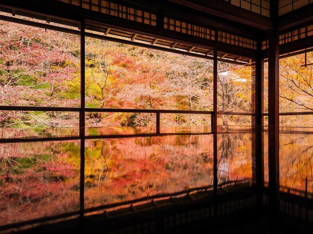 田島知華のインスタグラム：「【Japan🇯🇵Kyoto】Japanese autumn leaves🍁 和室から眺める紅葉。 海外でも紅葉は見られるけど、日本の秋は特別です。  仕事で京都に行ったときに立ち寄った瑠璃光院にて。 湖に反射するような美しさは鏡面仕上げの机によるもの。  そろそろ各地で紅葉が楽しめる頃ですね☺️ Copyright © TAJIHARU  PENTAX K-1 MarkⅡ  HD PENTAX-D FA 15-30mmF2.8ED SDM WR _ #たじはるトリップ #TAJIHARU_japan #日本 #京都 #瑠璃光院 #紅葉 #日本の秋 #紅葉狩り #リフレクション #カメラ女子 #国内旅行 #japan #kyoto #rurikoin #japantrip #autumnleaves #reflection #igersjp #ptk_japan #photo_jpn #lovers_nippon #japan_daytime_view #bestjapanpics #beautifuldestinations #earthpix #discoverearth #wonderful_places #awesome_phototrip」
