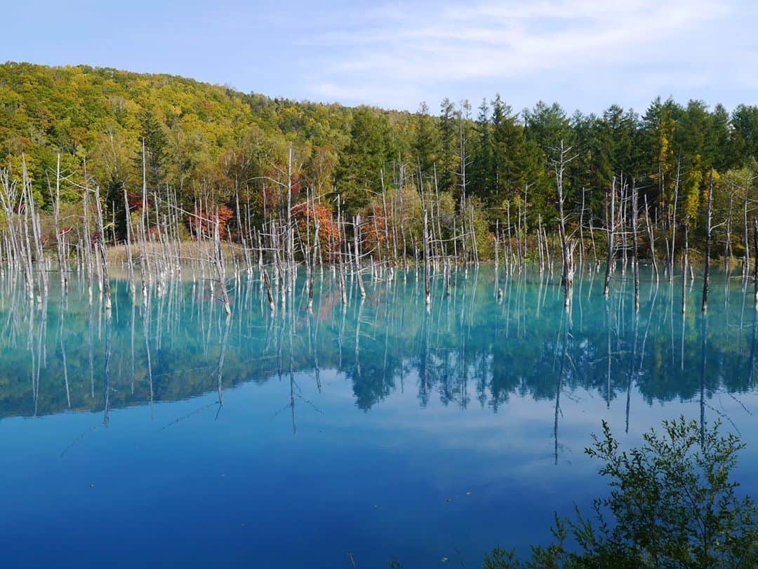 DJ みぃのインスタグラム：「GO TO キャンペーンで初めての北海道🐄へ！到着してすぐ深呼吸したくらい空気がとても澄んでいました✨着いてすぐに美瑛の青い池へ🚗お天気にも恵まれて空や雲や白樺が真っ青な池に反射してとても神秘的で綺麗でした✨唯一の後悔は青い池ソフト🍦か売り切れだったこと😭でもソーダも美味しかった🥰　#北海道旅行 #美瑛　#青い池　#とても静かな場所」