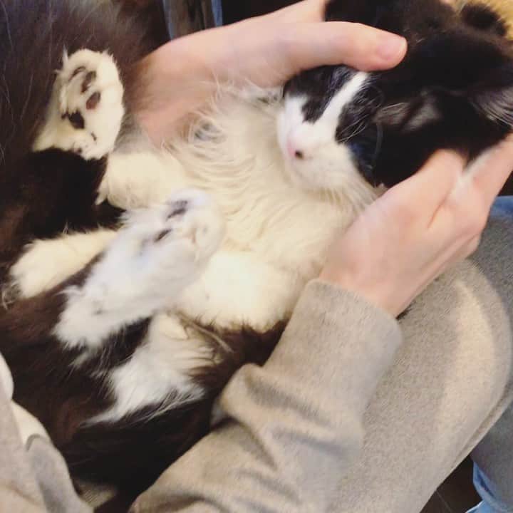 のインスタグラム：「ばんどこ飼育禁止並みの猛獣なのにこんなに触らせてくれるなんて可愛すぎるし猛獣なのに手も足も顔も全部が可愛すぎてギャップ選手権間違いなく優勝だよ🥺？  #坂東玉隠しシャシャ丸  #あいちゃんの膝の上  #水曜日すっぽかしてごめんね」