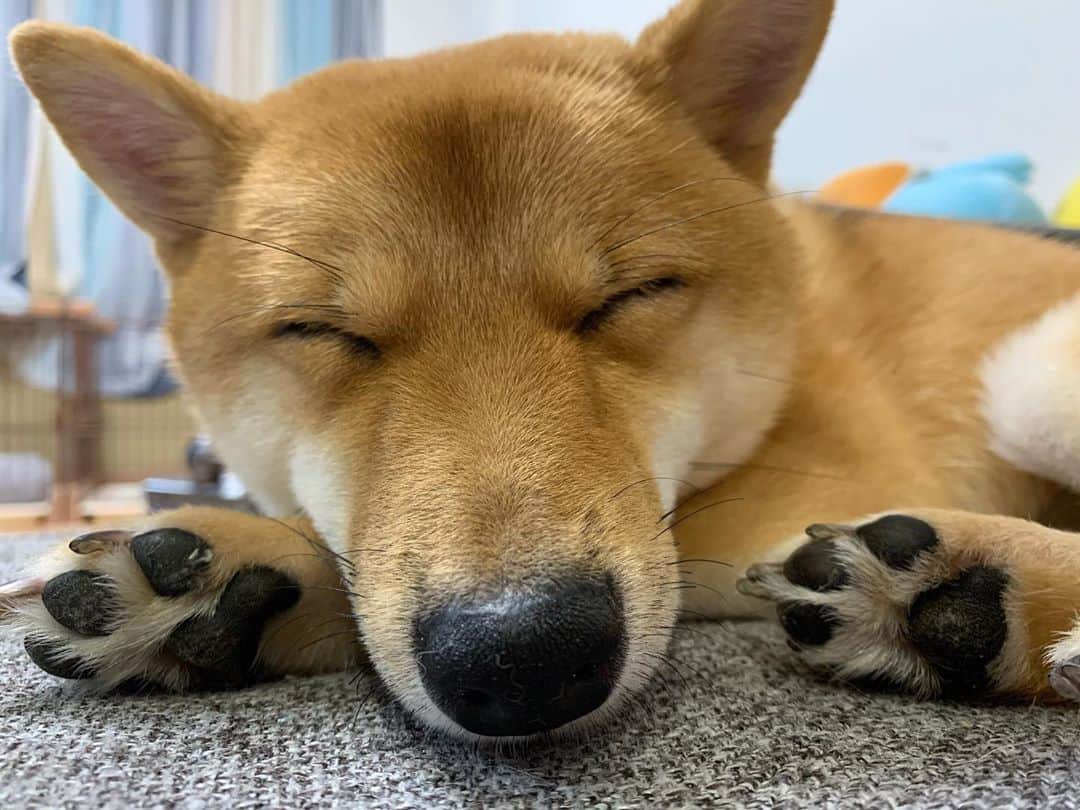 環奈（長沢菜々香の飼い犬）のインスタグラム：「狐？🦊  . . . .  #豆柴#柴犬#日本犬#黒柴#黒豆柴#まめしば#しばいぬ#しば#しばすたぐらむ #こいぬ #柴  #ここ柴部#柴子犬 #shibalove #mameshiba #kuroshiba #shibainu #shiba #shibadog #shibastagram #shibastyle」