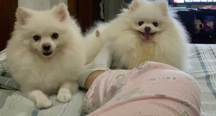 JEWELのインスタグラム：「I always position my belly on mommy’s foot while she is watching tv. #smartmove #multitasking #instagram #dogsofinstagram #dogstagram #weeklyfluff #puppiesofinstagram」