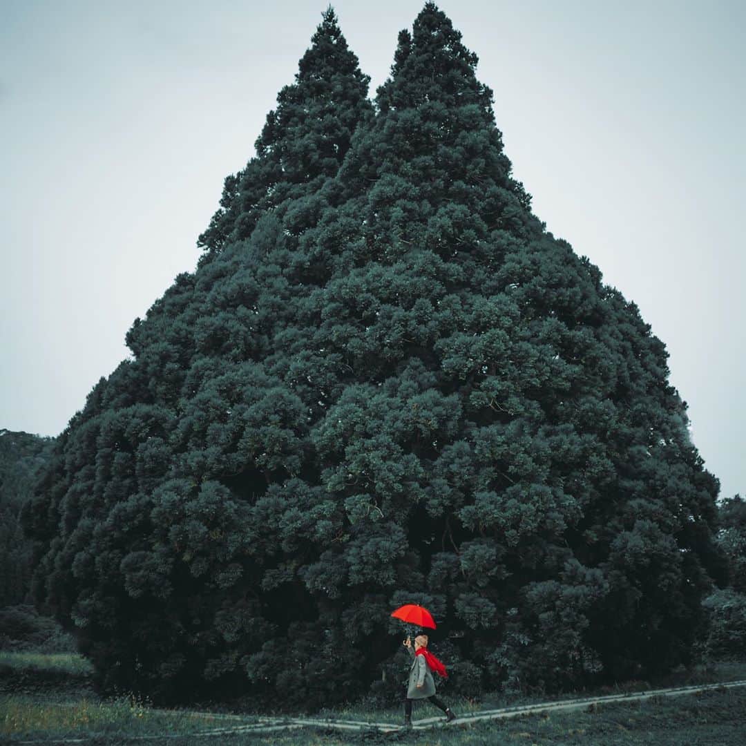 wacameraのインスタグラム：「Totoro tree🌲 Do you believe in Totoro? 山形の隠れた名所、トトロの木。 見れば見るほどトトロに見えてくる不思議な木「小杉の大杉」です。こすぎのおおすぎだなんてギャグ！と思っていたけど本当に小杉と言う地名にある大杉なので、やっぱりこれはコスギのオオスギなのです。」