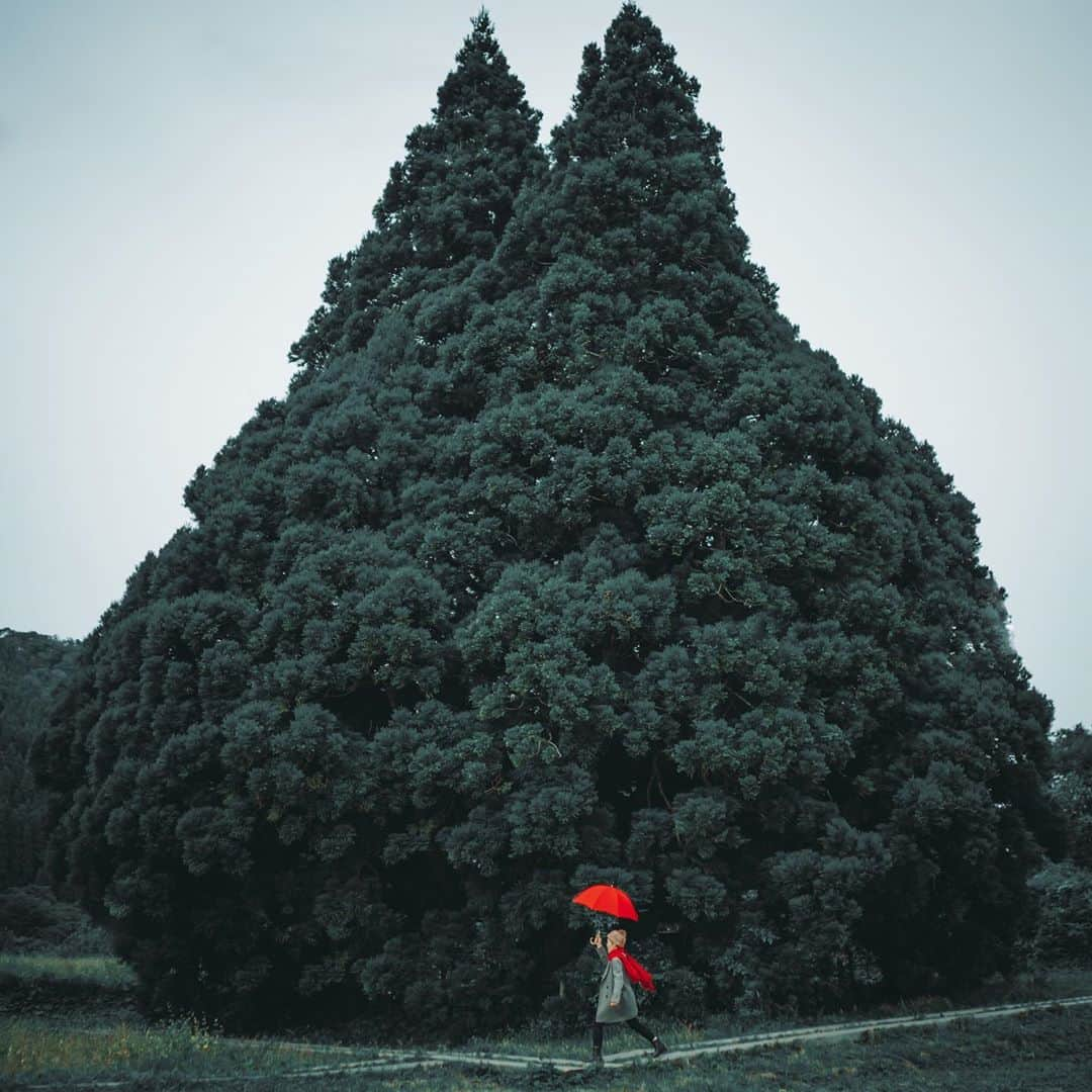 wacameraさんのインスタグラム写真 - (wacameraInstagram)「Totoro tree🌲 Do you believe in Totoro? 山形の隠れた名所、トトロの木。 見れば見るほどトトロに見えてくる不思議な木「小杉の大杉」です。こすぎのおおすぎだなんてギャグ！と思っていたけど本当に小杉と言う地名にある大杉なので、やっぱりこれはコスギのオオスギなのです。」10月15日 21時06分 - wacamera