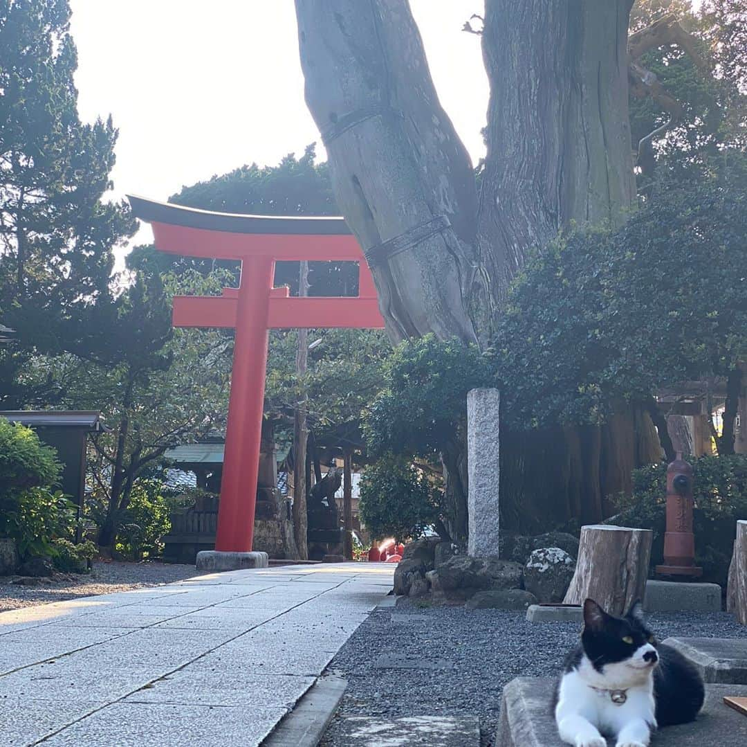 華沢友里奈さんのインスタグラム写真 - (華沢友里奈Instagram)「久しぶりに @himekani と泊まりの旅行❤️  伊豆に行ってきました✨  白浜神社⛩初めて行ったんだけど 素敵すぎた❤️ 昔から私と姫香は見た目派手だけど 神社とか回るのが好きでもう何箇所 行ったんだろ🤣❤️❤️  まさかの蟹が大量発生してて 水が綺麗で神聖な場所なんだなって思った❤️御利益ありそ✨  そして観音温泉初めて行ったんだけど これまたよすぎた😭❤️ お肌ツルツルだし星は綺麗だし 夜は久しぶりに夜中まで語り合って とっても楽しかった❤️  もちろんまさかの野生の猪は怖かったよ🤣 トラウマすぎて今1番怖い物聞かれたら即答で猪って答えるwwww  髪の毛切って古風な見た目になった私を相方さんはずっとツボに入ってた❤️  二日目はペリーロードに行ったり 富士山チャレンジしたけど迷子になっていけなかったり🚗 御殿場のアウトレットに行って女子旅行満喫❤️  あー😩楽しすぎたせいで 帰ってきてからテンション上がらない😭 一週間くらい旅行行きたい😢❤️❤️❤️  #女子旅行　#温泉旅行 #白浜神社　#伊豆　#観音温泉 #followｍe」10月15日 21時22分 - hanazawayurina