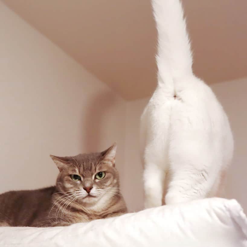 のインスタグラム：「✼ いいお顔🖤いいおちり🤍 * 新茶 長ーいちょんまげ生えてるよ😼 白茶のおしっぽの影😹 #ちょんまげねこ部 * * おめでとう🎉 #テリドリ兄弟happy16thbirthday2020 * * #まんなか祭 #ねこは人を笑顔にする #シマホレスキュー #シマホネコダスケ #猫カレンダー2022参加したい #WPE2020秋フォトグランプリ * #catsofinstagram #instacat_meows #IGersJP #rakutenpet #nyancon01 #mmts_nekotomo #petokotolife #無敵の親バカ同盟 #関西ねこ部 #ふわもこ部 #ペコねこ部 #peppyフォト部 #スタペグラム #ねこのきもち #サンデイ #sippoストーリー #ペトラフ #今日のうちの子 #我が家のキャティーマン * #fukuhakushincha #marikill66_1015」