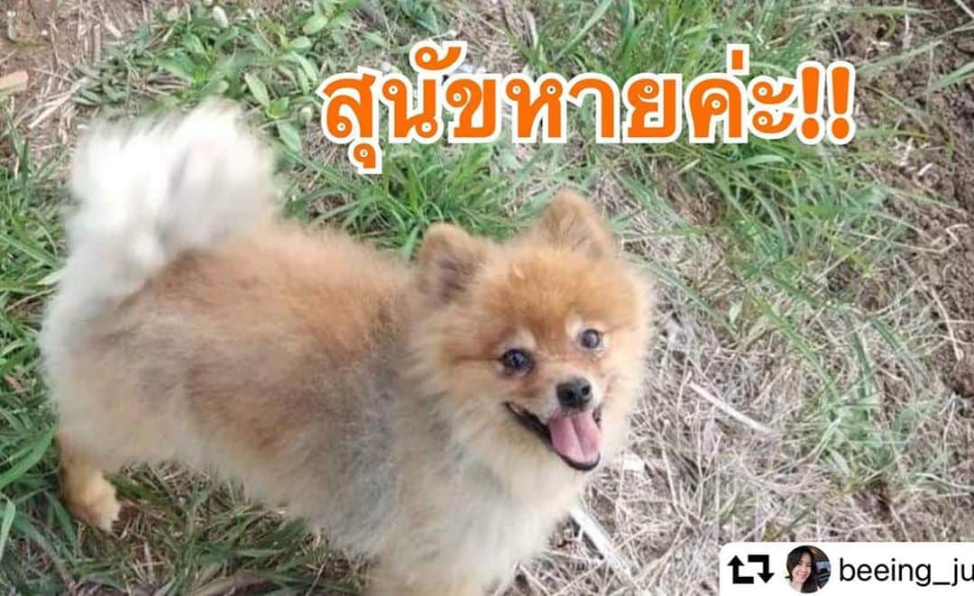 アム・パチャラパーさんのインスタグラム写真 - (アム・パチャラパーInstagram)「#repost @beeing_jung ・・・ น้องหมาของเพื่อนหายค่ะ ฝากช่วยแชร์หน่อยค่ะ 🙏🙏🙏🙏🙏 ใครพบเจอหมา พันธุ์ปอมชื่อมีโชค  น้องหายออกจากบ้านเวลา  15.30น.หายบริเวณ ริมคลองระพีพัฒน์ ต.ท่าหลวง อ.ท่าเรือ จ.พระนครศรีอยุธยา น้องตามเจ้าของออกมา ไม่ทันมองค่ะ เพศผู้อายุ 3 ปี ใครเจอได้โปรดส่งคืน  ใครพบเห็น มีรางวัลให้ 5,000 บาท ติดต่อ 063-1659324 ยิ้ม   ไม่ได้มีคนมาปล่อยน้องมีเจ้าจองค่ะโปรดส่งคืนหน่อยนะคะ🙏🙏🙏🙏」10月15日 21時43分 - aum_patchrapa
