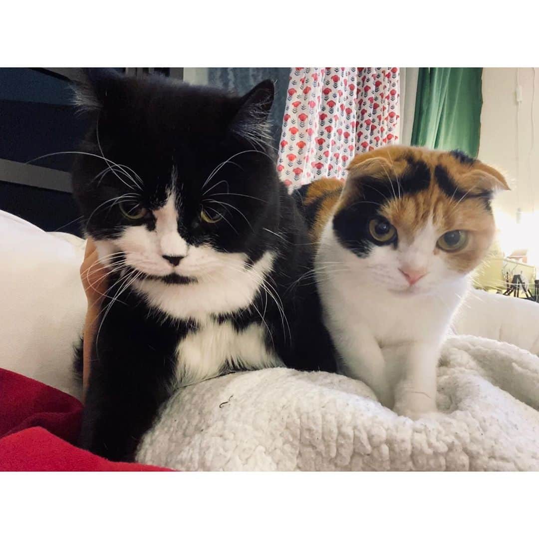 エモン・久瑠美のインスタグラム：「お腹の上に乗ってくる猫たち🐱　可愛いけど重くてあばらが折れそうです」