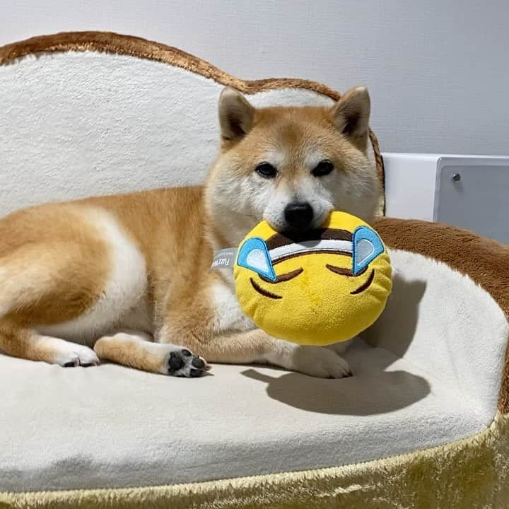 だいふくのインスタグラム：「落としちゃった〜超ぴえん🐶🥺 OMG🐶😆!!  #絵文字のやつ」