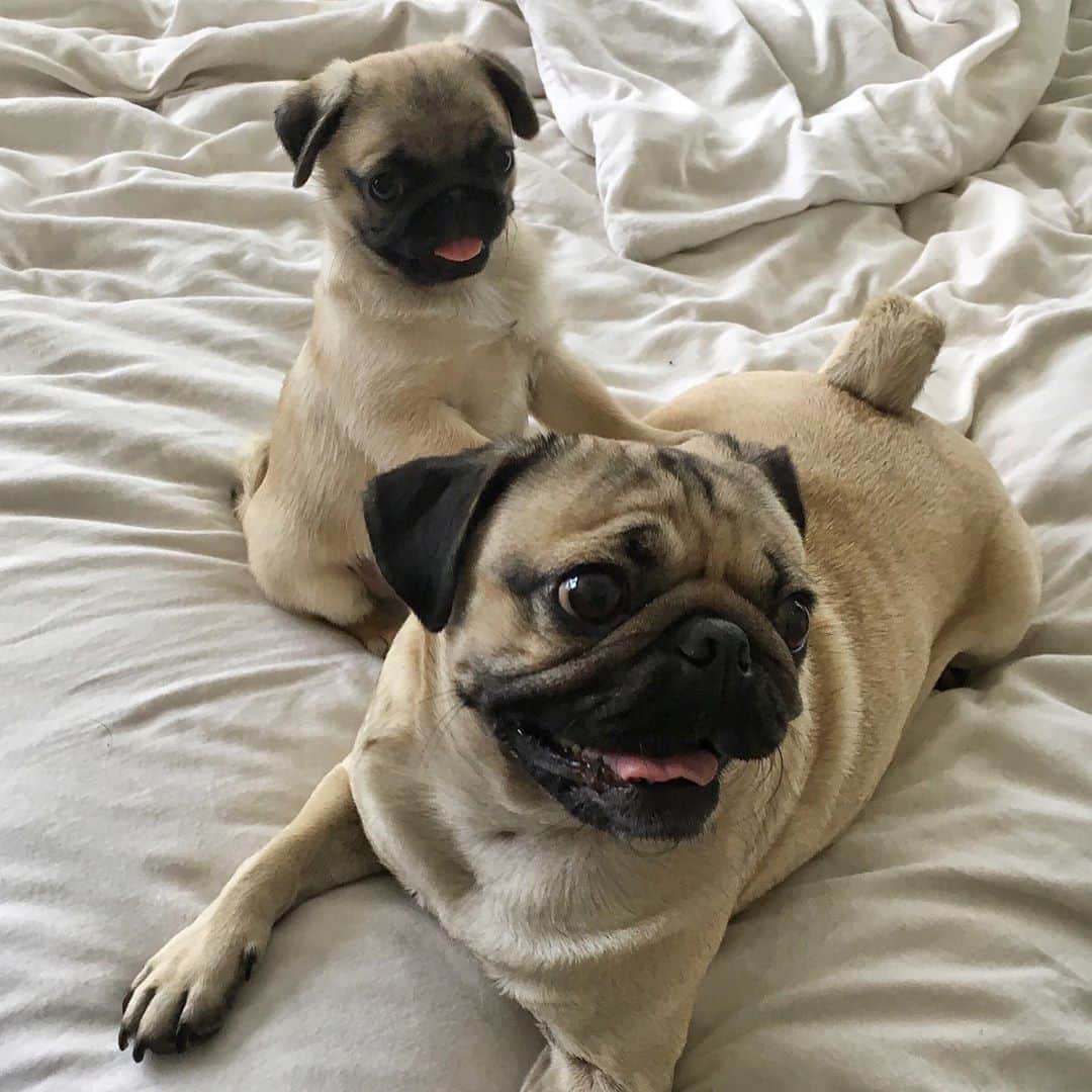 itsdougthepugさんのインスタグラム写真 - (itsdougthepugInstagram)「Happy National Pug Day from ur favorite Uncle Doug!! 🐕 Tag ur pug’s account in the comments so we can have a pug party」10月15日 22時01分 - itsdougthepug