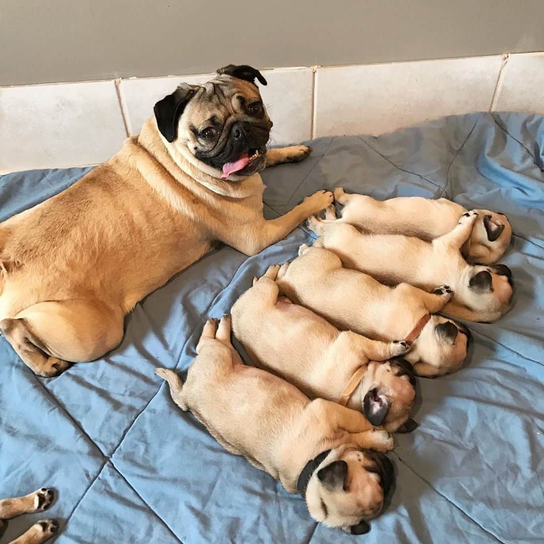 itsdougthepugさんのインスタグラム写真 - (itsdougthepugInstagram)「Happy National Pug Day from ur favorite Uncle Doug!! 🐕 Tag ur pug’s account in the comments so we can have a pug party」10月15日 22時01分 - itsdougthepug