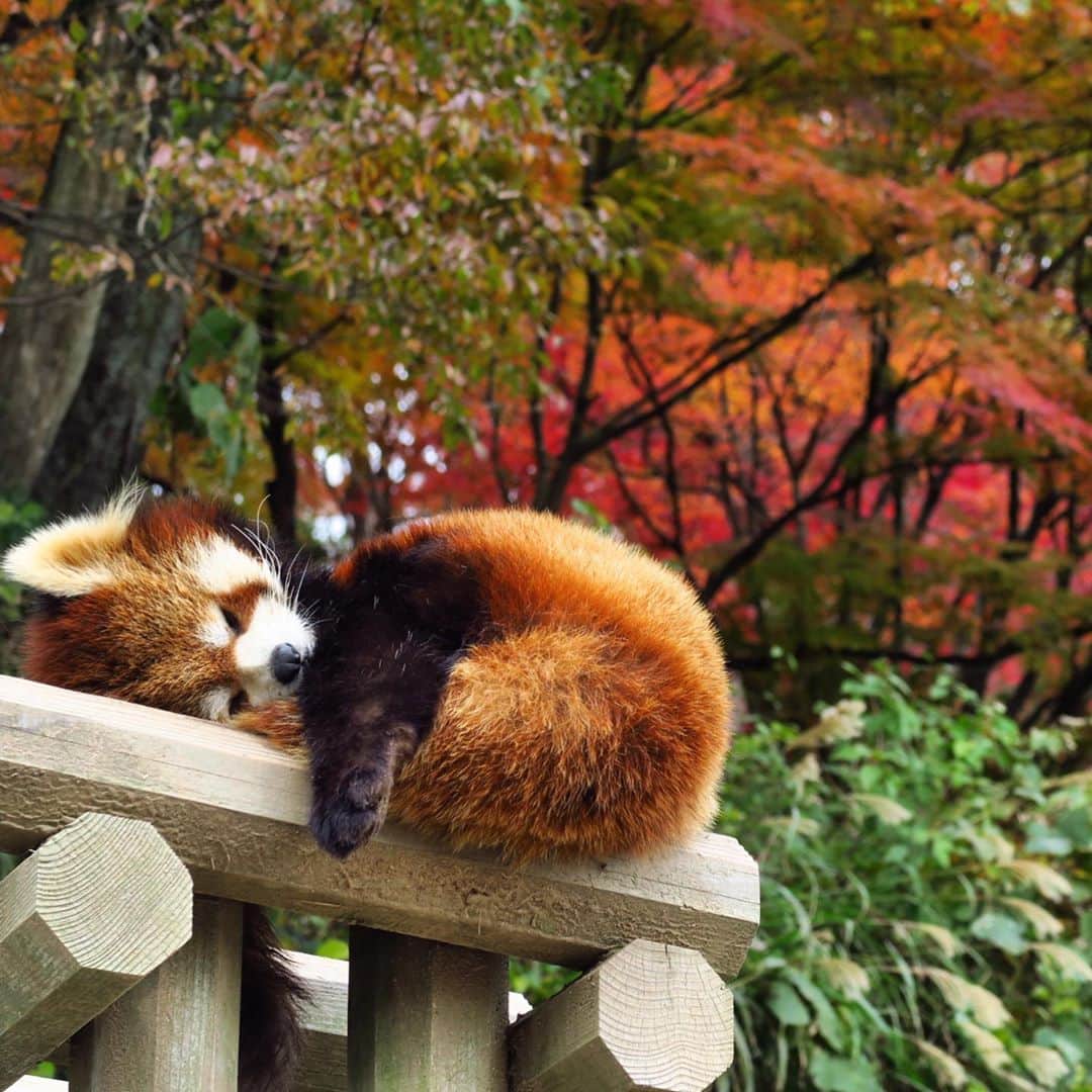 takegaeruのインスタグラム：「🍁🍂番外編は茶色いきゃわたん❤️ #レッサーパンダ #redpanda」