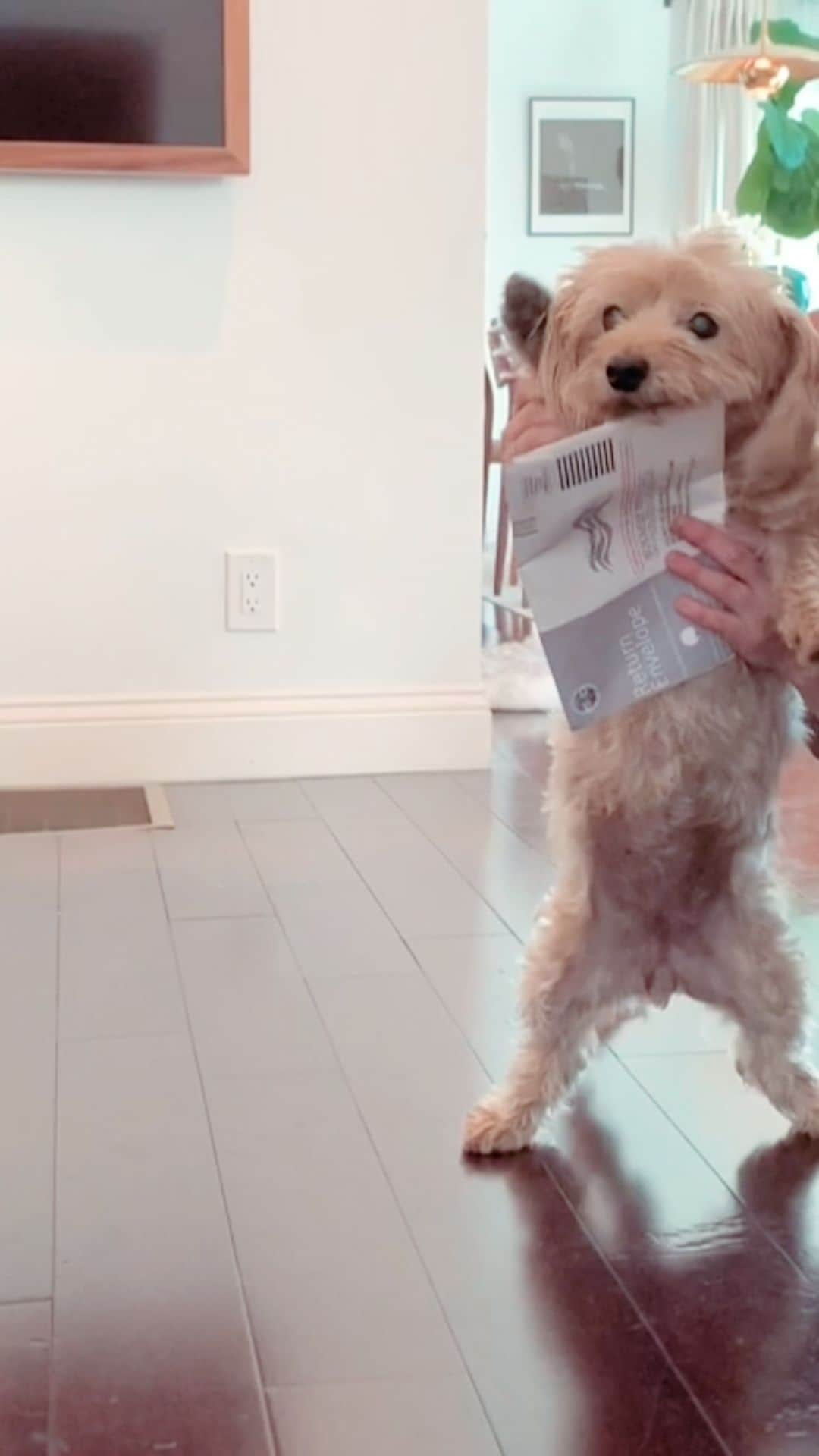 ホーランド・ロデンのインスタグラム：「Fievel and I earned our I VOTED STICKERS!   Show me your #runwaytothepolls!  Text ‘VOTE’ to 26797 to find out if you can vote early or vote by mail in your state! CA CAN and we WILL」