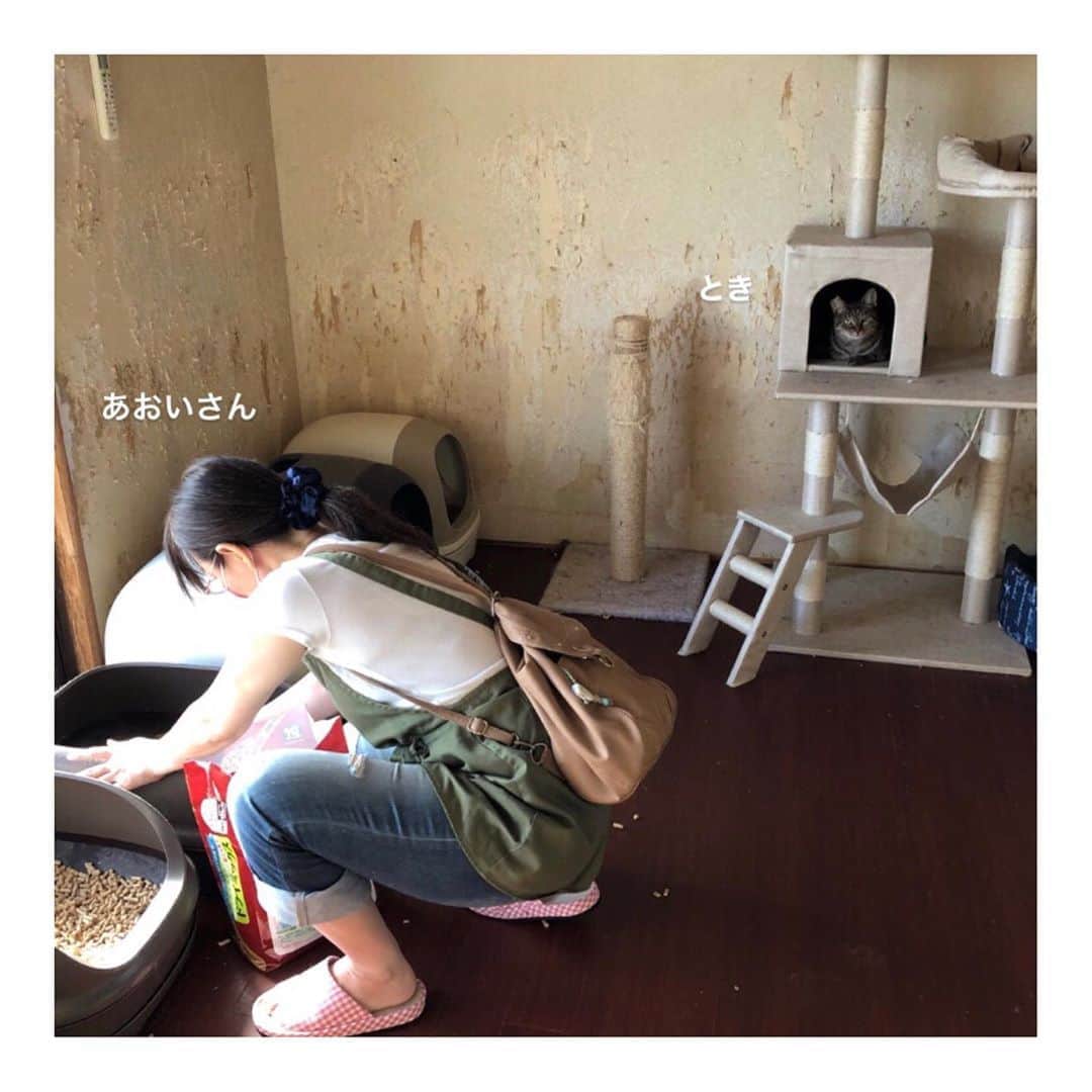 こむぎさんのインスタグラム写真 - (こむぎInstagram)「* 1年前の今日… 10/15は私がはじめてこの崩壊現場へ行った日。 この日より少し先に現場入りしていた青井さん梅田さんによって、もう何年も洗っていない汚すぎる猫トイレは綺麗にしてくれていたものの、壁も床も臭すぎて異臭が家の外まで。 40匹に対して4個？(はじめの写真をみるとそれくらい)しかないトイレでしたが、新たに運び込んでこの日は11個に。 猫たちが落ち着ける場所すらない現場にケージやキャットタワーも運び込みました。 台所は木製の床で腐って臭いが染み込んでいる状態。 拭いても拭いても綺麗にならない💦 猫たちは怯えて部屋の隅っこへ。 掃除が終わる頃には少し落ち着いてきた感じではありました。 ヨダレなどが出て口の状態が悪そうな子やガリガリで栄養状態の悪そうな子たちはいるものの、まさか抜歯手術が必要になるなんてこの時は思わなかったなぁー💦 私も青井さんも梅田さんもあくまでも個人のボランティア。 ただこの現場は以前に入った数々の保護団体やボランティアの方たちが諦めて40匹ほど取り残していってしまった現場です。 個人ボランティアでも何でも自分たちがやるしかないと😭  この1年で、順に里親さん、預かりさんの元へ引き継いで、現場に残された子達は現在は6匹になりました！ 預かりさんのところにいる子たちを含めると、里親募集中の子達はまだ全部で20匹います😭 どうしても猫を飼おうとしている方は子猫に目がいってしまうようで、成猫の里親さんを探すことは時間がかかります。 1年で個人ボランティアでこれだけの数の成猫を譲渡できたこと、我ながら頑張ったなぁとしみじみ思いますー😭 1人で運転して東京や群馬など遠方へも走り回りました😂(昨年の冬から緊急事態宣言より前の間の話です)  ちなみに成猫も子猫もお世話している者として言わせてもらうと、どっちも可愛いけど成猫はかなり萌えますよ🥺 最初距離感あっても段々と心を開いてくれる感じは猫好きにはたまらない幸せです。最高です。この幸せは人生で味合わないと損です！ この世に可愛くない猫なんていないから、どうか里親さんが見つからない成猫にも目を向けてもらえたらいいなと思います🙇🏻  この1年本当にあっという間でした。 これまで猫たちの病院代も高速代などの搬送費など、フードや猫砂などの消耗品、サプリなどの支援物資…たくさんの方にご協力いただきました。本当に本当にありがとうございますー🙇🏻🙇🏻🙇🏻 支援金の方は青井さんが時折まとめて報告載せてくださっています→ @asano.aoi  支援物資の方は毎月月初めに私がほしいものリストを作りインスタで呼びかけさせていただいています🙇🏻  まだまだ時間がかかってしまいとても心苦しいのですが、ご無理のない範囲で引き続き応援いただけますと嬉しいですー😭  里親募集中の子達の情報は @comugineko へ掲載しております🤗 気になった方は @tomochunba へDMくださいませ🙏🏻 里親さんが難しくても一時的に預かり保護をしてくださる方も募集しています！🤗 どうかよろしくお願いします🙇🏻✨✨✨  #岐阜多頭崩壊レスキュー  文章きちんと書く時間もなく、誤字脱字ありましたらすみません😭 もう少し時間をかけてじっくり投稿も出来たら本当は良いのですが…文章力がなくて読みにくくて申し訳ないですー🙇🏻🙇🏻🙇🏻 しおくんへのあたたかいコメント本当にありがとうございます！！とっても励みになりますー！！ 明日また病院へ行ってきます🙆‍♀️」10月15日 22時42分 - tomochunba