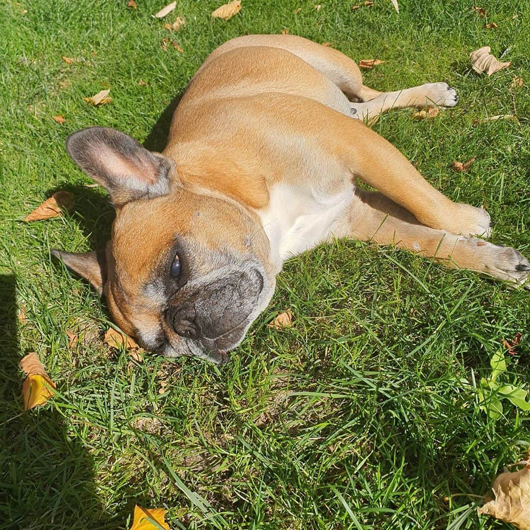 Nikitaのインスタグラム：「Pug_nikita bambi al sol de Madrid 🇪🇸」