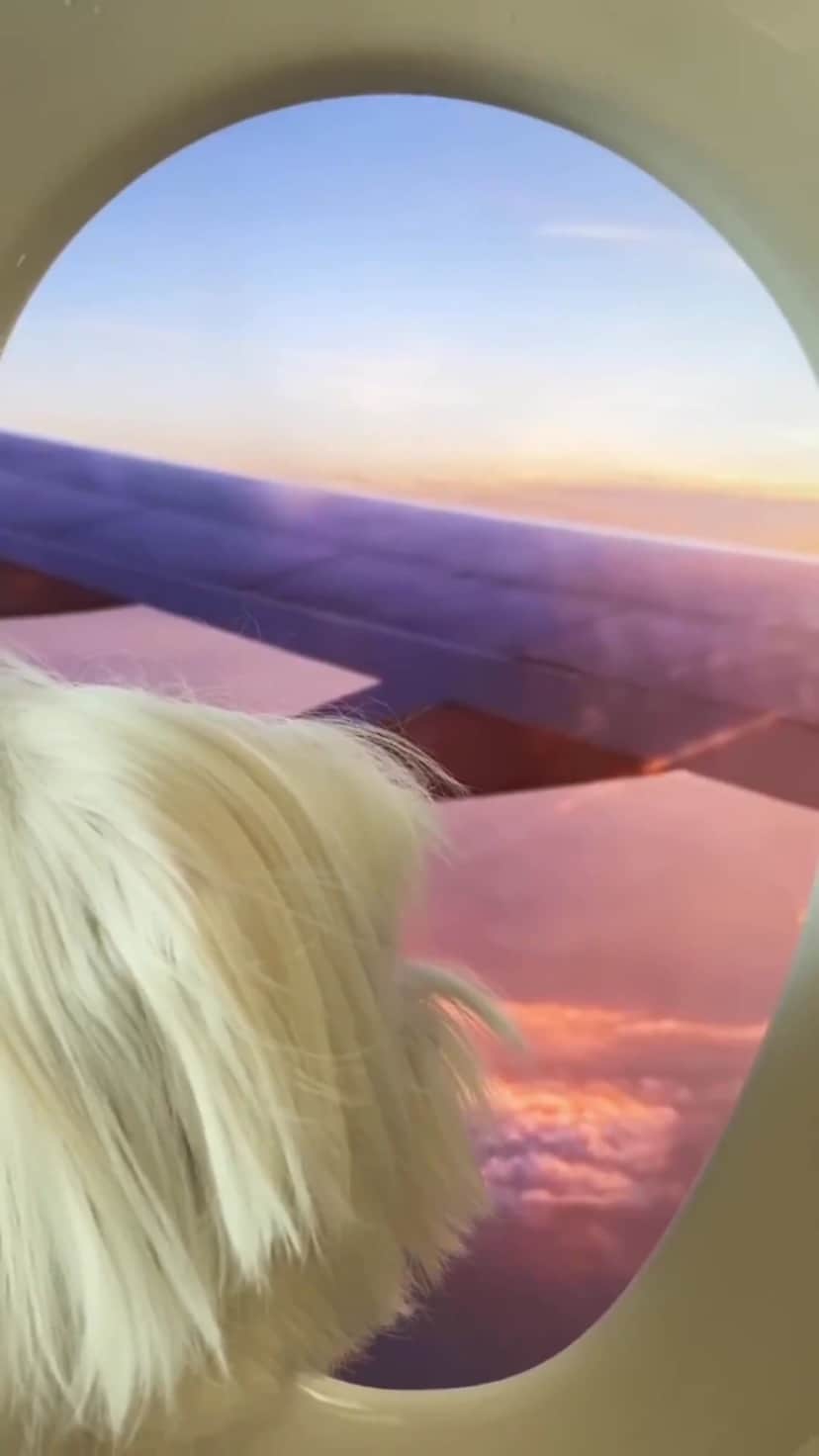 hi.arodのインスタグラム：「TBT: This was a great experience for me. I would like to keep it in Reels. Window seat is always my favorite! 😉 ・・ ・  #windowseat#skylover#airplaneview#upinthesky#abovetheclouds#windowviews#cloudscapes#airtravel#clouds#sky#sunlight#wing#airplanewing#airplanemode#toiletseat#vacaymood#dogvideo#viralvideo#buzzfeedvideo#funnyvideo#funnydogvideo#puppyvideos#fundog#dogfun#funnydogs#funnydogvideos#maltese#malteseofinstagram#malteselovers#malteseofficial」