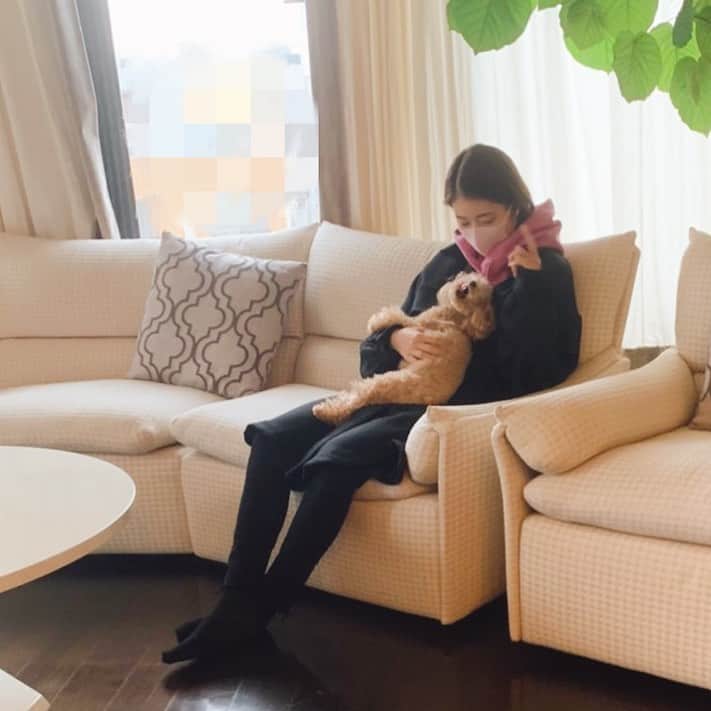 のインスタグラム：「いつも稽古に行く前、支度を終えてもなか時間☺️ 朝からたっっくさん癒してくれて、パワーもくれる❣️ . . #toypoodle#dog#愛犬#犬のいる暮らし#トイプードル#トイプー#1歳8ヶ月#トイプードルおんなのこ#もなか」