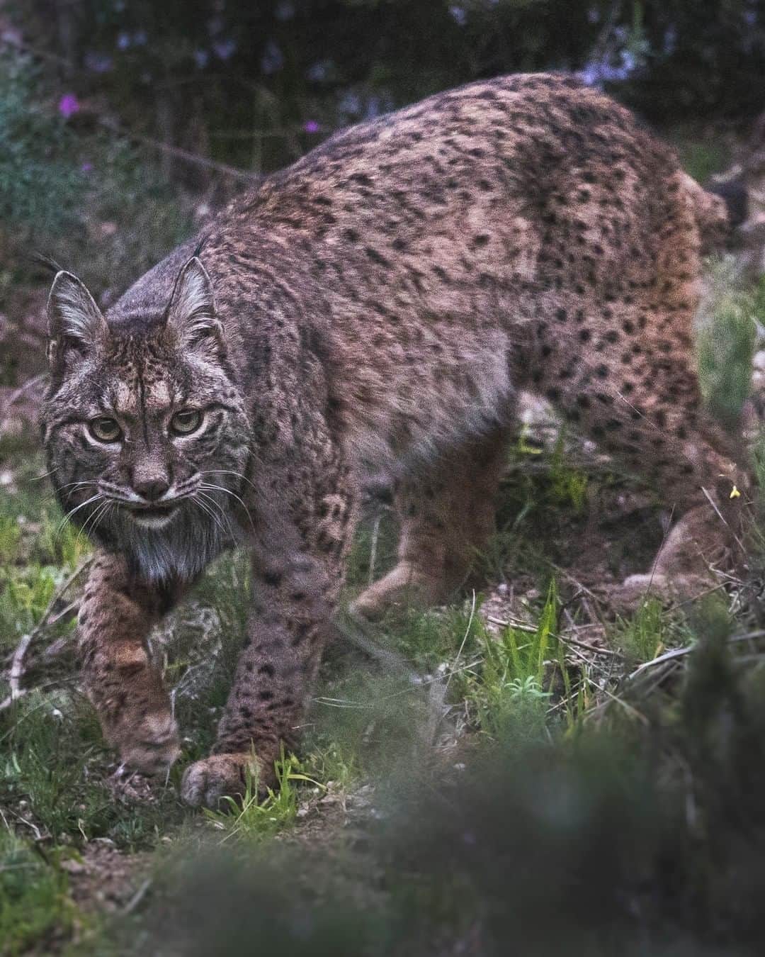Discoveryさんのインスタグラム写真 - (DiscoveryInstagram)「I was fascinated with the Iberian Lynx, elegant and mysterious, it is called the "Ghost of the Forest." I carried out 40 hours of searching in 5 days, only to have 10 seconds in front of it and it was almost night.   Many have asked me why I was so interested in this species. The Iberian Lynx is a clear example of a success story in conservation. In 2002 the species was critically endangered with only 94 specimens and after 18 years, with much work, it has been possible to recover almost 700 specimens. Although much work remains to be done, this model can be copied for  other species with this degree of threat.    Photo + Caption: Fernando O’Farrill (@fernando_ofarrill)   #lynx #ghost #wildcat #endangeredspecies #wildlife_perfection」10月15日 23時30分 - discovery