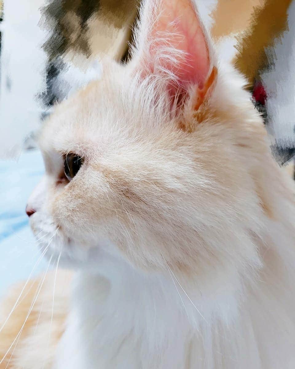 のインスタグラム：「. バニラお誕生日おめでとう🎉  なんと今年で5歳😊 早いなぁ😌  #ねこ #猫 #すこてぃっしゅふぉーるど立ち耳 #スコティッシュフォールド立ち耳  #スコティッシュフォールド」