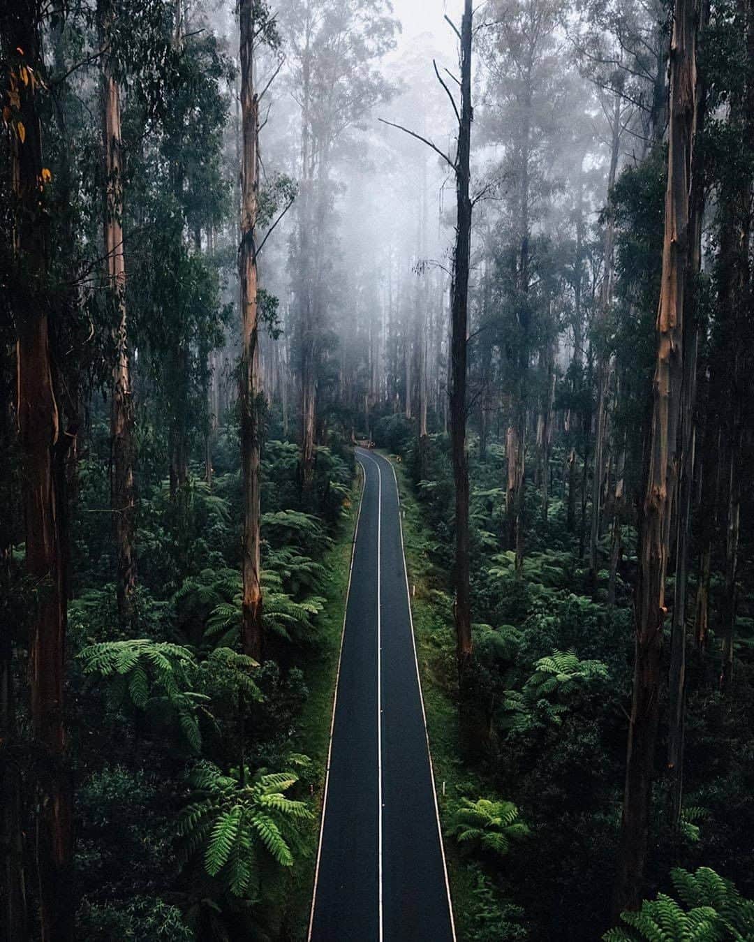 Discover Earthさんのインスタグラム写真 - (Discover EarthInstagram)「This forest looks like a fairytale one !  "Exactly 2 years ago I visited this fairytale forest, but unfortunately didn't have the weather I was hoping for! So, with the lack of travels recently, it seemed like the perfect time to edit this shot from @harrypope for the #cocreateffa (my future brother-in-law, apparently). How are all my Aussie followers out there doing? 🌳🍃" 🇦🇺 #discoverAustralia with @jordhammond   #australia #fairytale #forestphotography」10月16日 0時05分 - discoverearth