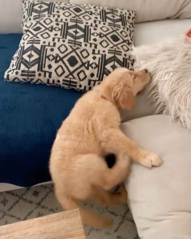 DogsOf Instagramのインスタグラム：「“trying to make it to the weekend” writes @the.golden.potato.pup   #dogsofinstagram」