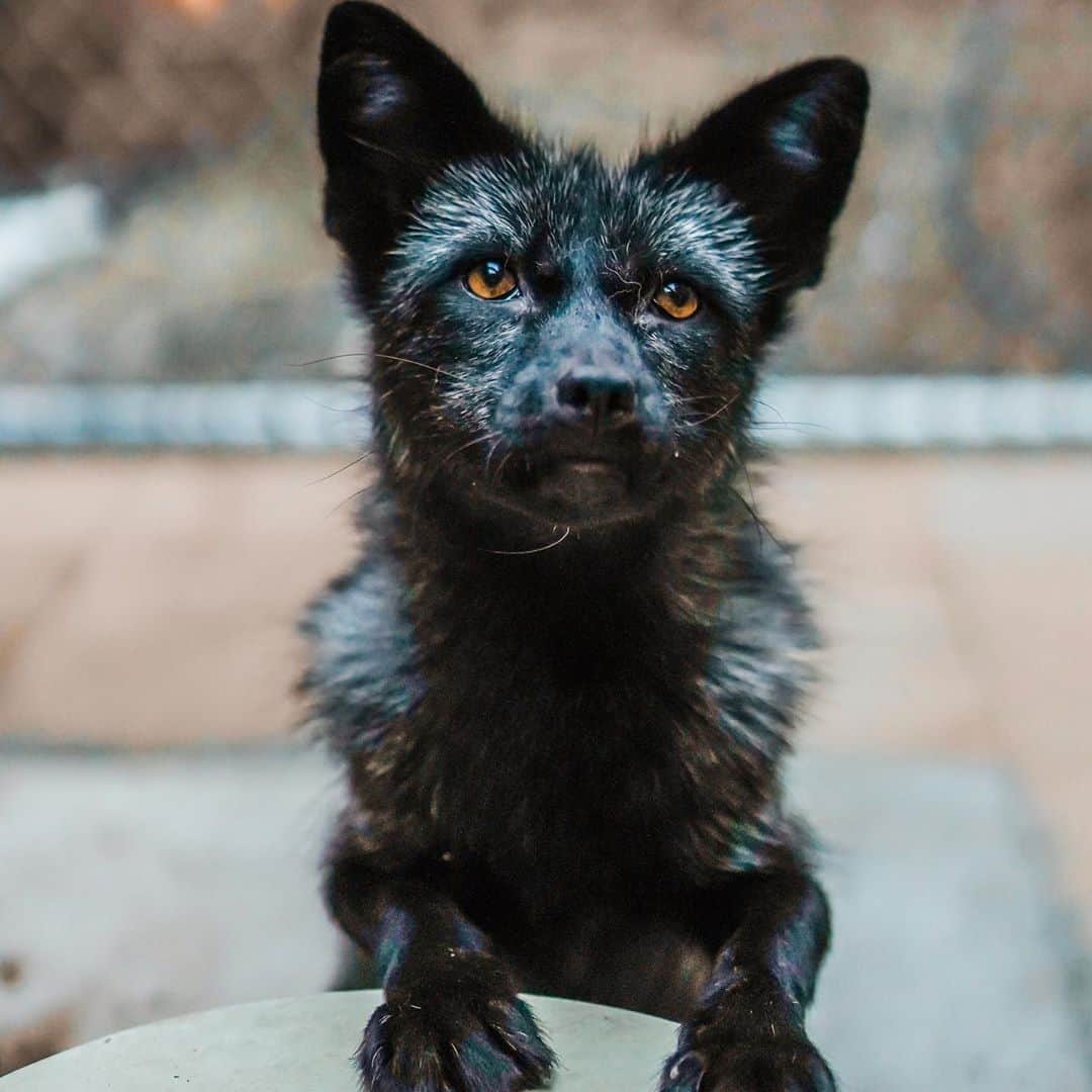 Rylaiさんのインスタグラム写真 - (RylaiInstagram)「Mikhail.....mysterious Mikhail.... This boy makes you work just a bit harder to be his friend.... but let me tell you, it is so worth it.  But if you are a dog or fox... he will be your best friend immediately!!! If another fox bully’s you, it’s Mikhail who jumps in to diffuse the situation.  . As many of you know, we completed a large fur farm rescue this year and we accepted little Vinnie into our family. She was scared.... she had only known pain and torture from humans... we knew Mikhail would help this little girl heal... and sure enough, after she was out of quarantine... we introduced them and she wagged her tail and giggled and hasn’t stopped giggling when around Mikhail!  . Mikhail has such a beautiful sweet soul...  . . 📸 @anabeldflux and @dandeliondreamsphoto  . . . . #mikhail #silverfox #russinboy #sweet #kind #playful #melanistic #mikhailbaryshnikov #lovefoxes #foxesofig #fox #foxes #belyaev #russiandomesticatedfox #photo #photowithafox #ohotography #instadaily #animals #animallovers #nonprofit #volunteer #jabcecc」10月16日 0時12分 - jabcecc