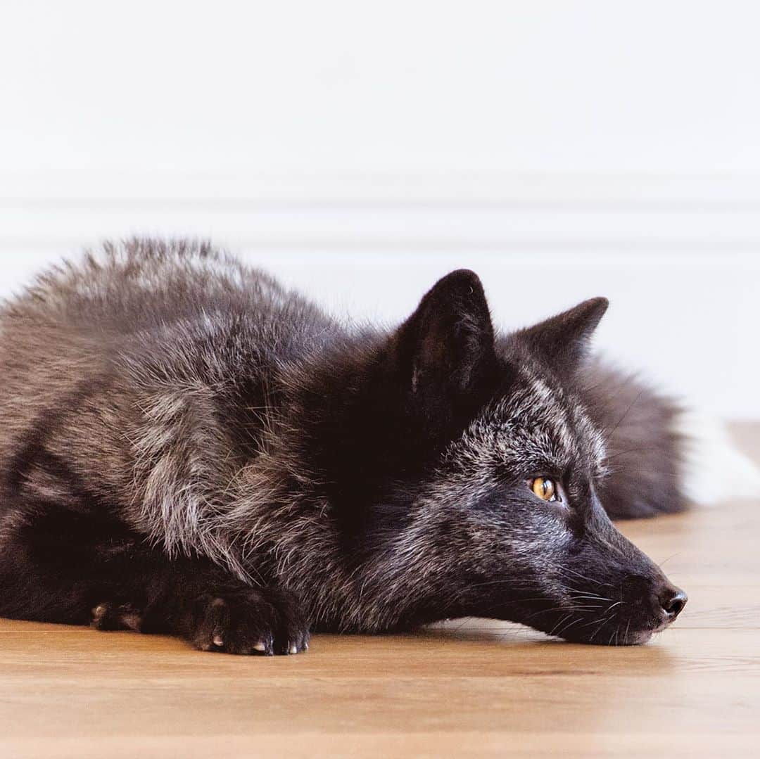 Rylaiさんのインスタグラム写真 - (RylaiInstagram)「Mikhail.....mysterious Mikhail.... This boy makes you work just a bit harder to be his friend.... but let me tell you, it is so worth it.  But if you are a dog or fox... he will be your best friend immediately!!! If another fox bully’s you, it’s Mikhail who jumps in to diffuse the situation.  . As many of you know, we completed a large fur farm rescue this year and we accepted little Vinnie into our family. She was scared.... she had only known pain and torture from humans... we knew Mikhail would help this little girl heal... and sure enough, after she was out of quarantine... we introduced them and she wagged her tail and giggled and hasn’t stopped giggling when around Mikhail!  . Mikhail has such a beautiful sweet soul...  . . 📸 @anabeldflux and @dandeliondreamsphoto  . . . . #mikhail #silverfox #russinboy #sweet #kind #playful #melanistic #mikhailbaryshnikov #lovefoxes #foxesofig #fox #foxes #belyaev #russiandomesticatedfox #photo #photowithafox #ohotography #instadaily #animals #animallovers #nonprofit #volunteer #jabcecc」10月16日 0時12分 - jabcecc