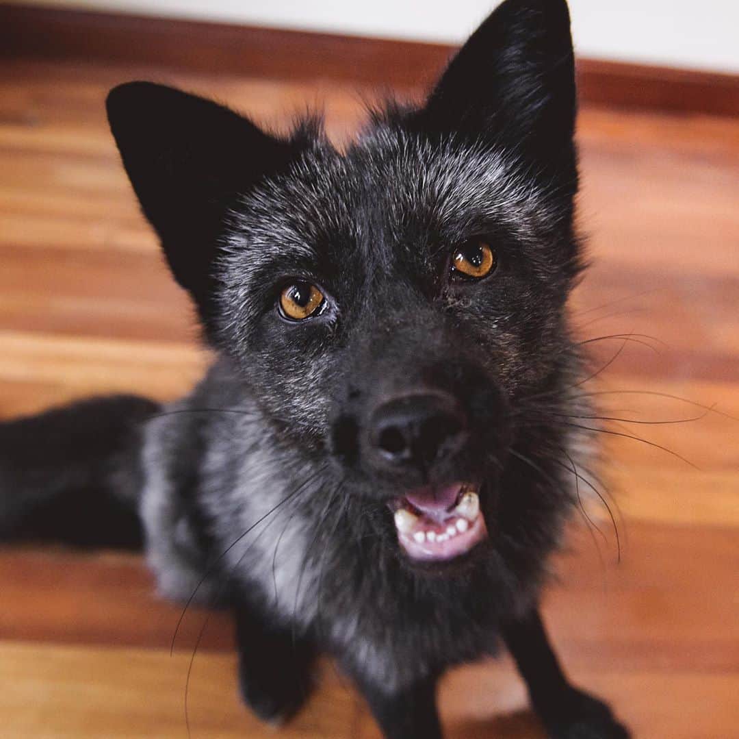 Rylaiさんのインスタグラム写真 - (RylaiInstagram)「Mikhail.....mysterious Mikhail.... This boy makes you work just a bit harder to be his friend.... but let me tell you, it is so worth it.  But if you are a dog or fox... he will be your best friend immediately!!! If another fox bully’s you, it’s Mikhail who jumps in to diffuse the situation.  . As many of you know, we completed a large fur farm rescue this year and we accepted little Vinnie into our family. She was scared.... she had only known pain and torture from humans... we knew Mikhail would help this little girl heal... and sure enough, after she was out of quarantine... we introduced them and she wagged her tail and giggled and hasn’t stopped giggling when around Mikhail!  . Mikhail has such a beautiful sweet soul...  . . 📸 @anabeldflux and @dandeliondreamsphoto  . . . . #mikhail #silverfox #russinboy #sweet #kind #playful #melanistic #mikhailbaryshnikov #lovefoxes #foxesofig #fox #foxes #belyaev #russiandomesticatedfox #photo #photowithafox #ohotography #instadaily #animals #animallovers #nonprofit #volunteer #jabcecc」10月16日 0時12分 - jabcecc