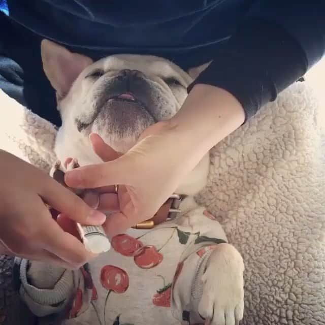 Regeneratti&Oliveira Kennelのインスタグラム：「Did you know that when paws get dry and chapped, they’re more prone to injury from splitting, cracking and bleeding? Healthy paws should be smooth & flexible - allowing dogs to get a better grip. A great all-natural paw conditioner is #PawSoother. It moisturizes deep into the paw pads, fixing cracks and making paws healthy again 🐾 . ⭐ SAVE 20% off @naturaldogcompany with code JMARCOZ at NaturalDog.com  worldwide shipping  ad 📷: @bancho.sakura . . . . . #frenchiepetsupply #frenchiesofinsta #pugsofinsta #frenchbulldog #frenchiesofinstagram #pug #frenchies #reversibleharness #frenchiehoodie #thedodo #frenchieharness #dogclothes #dogharness #frenchiegram #dogsbeingbasic #frenchieoftheday #instafrenchie #bulldogs #dogstagram #frenchievideo #cutepetclub #bestwoof #frenchies1 #ruffpost #bostonterrier #bostonsofig #animalonearth #dog」