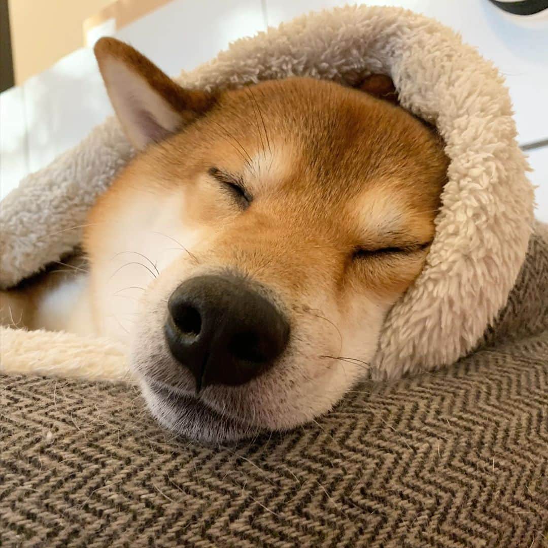 ?Fricko the Shiba Inu?のインスタグラム：「Cozy autumn afternoon nap😴  🐾 🐾 🐾 #Fricko #🐶 #☀️ #shiba #shibainu #dog #柴犬 #赤柴  #adorable #shibaholics  #dogoftheday  #weeklyfluff #aww #dogstagram  #puppiesofinstagram #shibalove #shibastagram #shibadog #shibasofinstagram #doglovers」