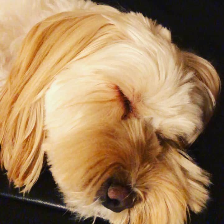 北山陽一のインスタグラム：「ねたりなでられたり。#きたやまおもち」