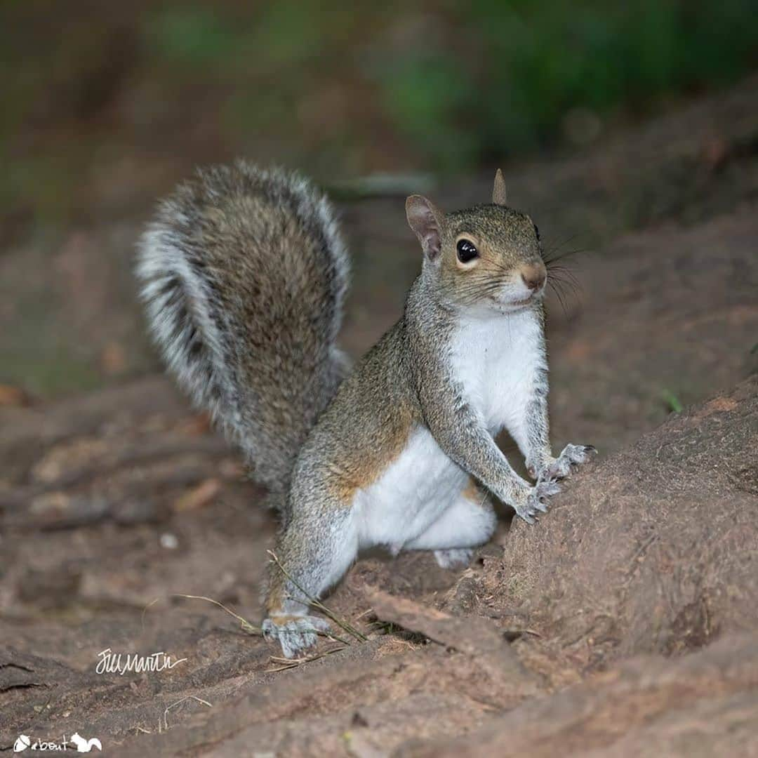 エイミー・セダリスさんのインスタグラム写真 - (エイミー・セダリスInstagram)「@nuts_about_squirrels ・・・ 🐿 P R E S E N T I N G:  🌰 @jillmartinimages  Squirrel: Eastern Gray ( Sciurus carolinensis) Location: Alabama,  USA 🇺🇸  Congratulations!! You are certainly #nuts_about_squirrels ✨  Thanks for tagging & supporting our hub!  👉🏻 Posted by @sharwright14   Nuts About Hub Owner @cowpi32  #jillmartinimages_nas #easterngray_nas  #rebels_nature #nature_spotlight #joyful_pics #everything_animals #animal_captures  #loves_united_animals #featured_wildlife  #wildplanet #bestanimalpics #wildlife_perfection #wildlifeplanet #wildlife_inspired #ig_world_colors #naturegeography #instanaturefriends_ #earthfocus #nc_cuties #all_animals_addiction #splendid_animals #marvelouz_animals」10月16日 0時35分 - amysedaris