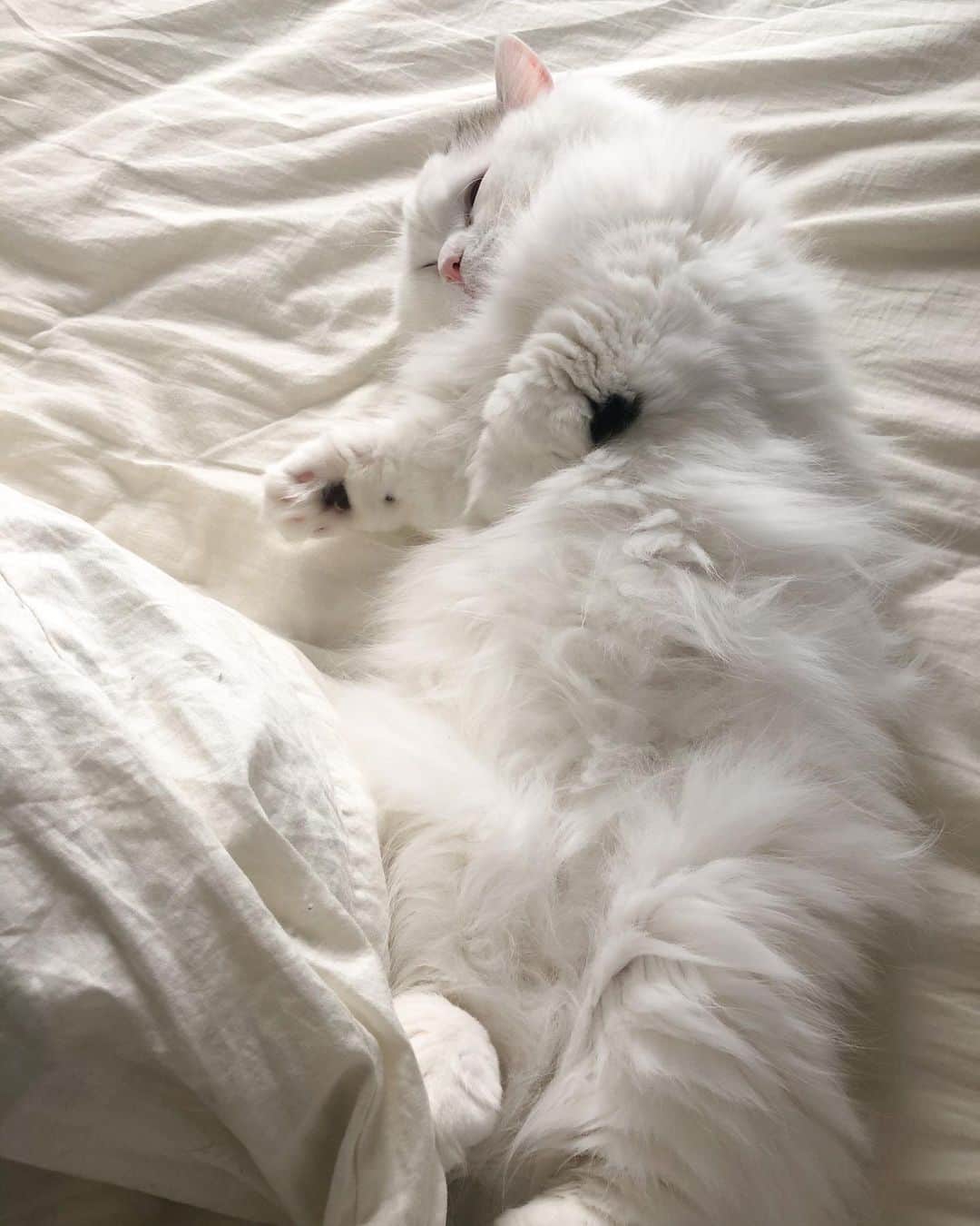 淡輪優希のインスタグラム：「Goodnight🌙 #猫のいる暮らし #ねこすたぐらむ #catstagram」