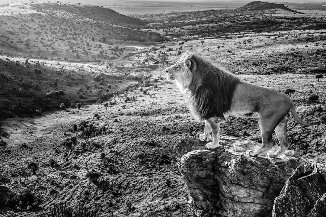 Kevin Richardson LionWhisperer のインスタグラム