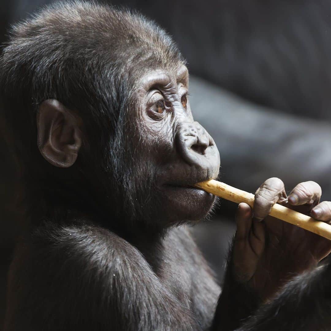 ELLE Germanyさんのインスタグラム写真 - (ELLE GermanyInstagram)「Durch Abholzung und Wilderei sind Gorillas vom Aussterben bedroht, doch ein Nationalpark in Uganda konnte jetzt einen Babyboom der Berg-Gorillas verkünden. In den letzten Jahren konnte sich die Population ohnehin stabilisieren, doch alleine in diesem Jahr kamen sieben Babys zur Welt, was der gefährdeten Art ebenfalls zugute kommt. So zählt man momentan rund 1000 Tiere in Uganda, Ruanda und im Kongo – hoffentlich weiterhin Tendenz steigend. 🦍 #ellegoodnews #gorillas #tierschutz」10月16日 0時51分 - ellegermany