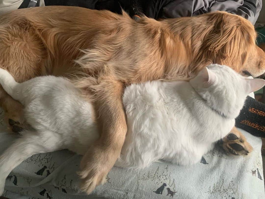 モヒートさんのインスタグラム写真 - (モヒートInstagram)「Mojito and Skywalker always get the spotlight but don’t worry, he loves his Julep too! These two were being such snuggle bugs this morning💜 swipe too hear derpy purrs. #dogsofinstagram #dogstagram #goldenretriever #goldensofinstagram #goldenretriever #snuggle #cuddlepuddle #catsofinstagram #cat #catsanddogs」10月16日 0時59分 - mojito_rose_family