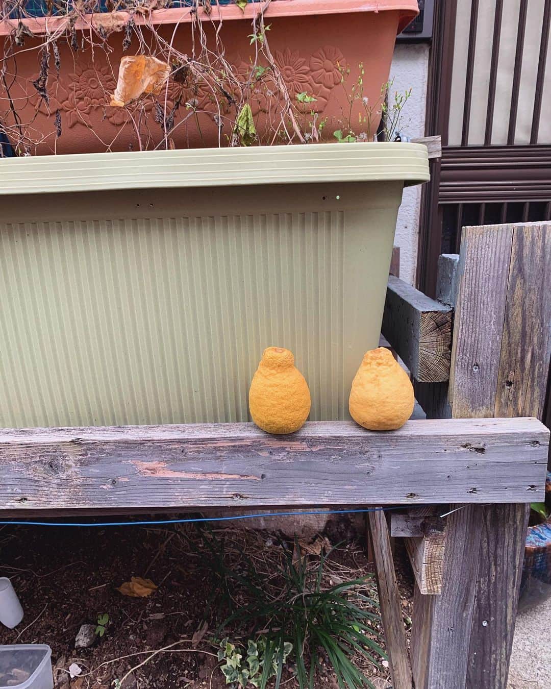 きさのインスタグラム：「今年もレモンできてた🍋」