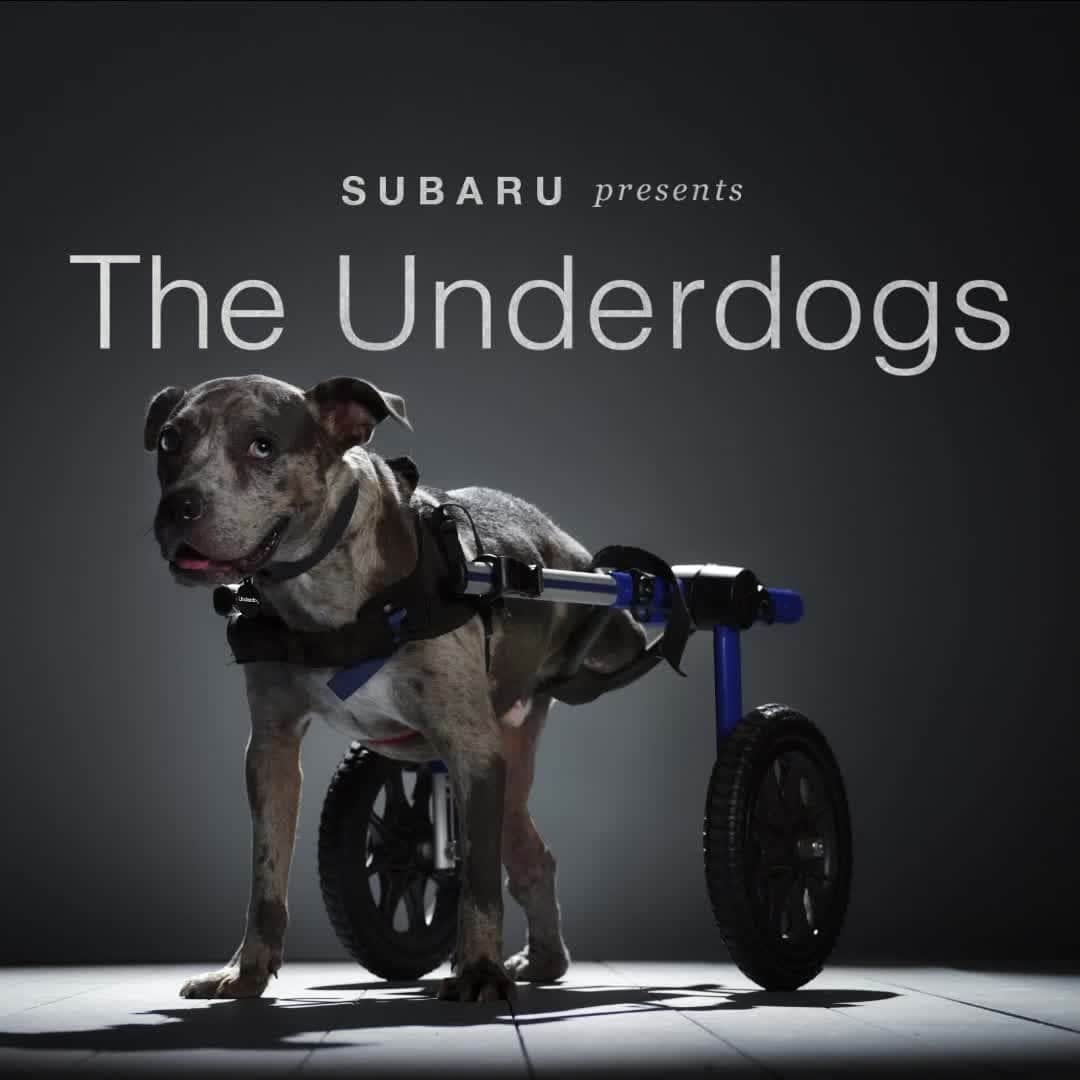 Subaru of Americaのインスタグラム