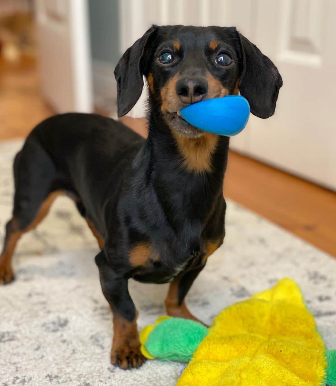 Crusoe the Celebrity Dachshundのインスタグラム：「UPDATE: I know I am overdue for an update to you guys.. So, here it goes.  I continue to act my normal, happy, playful, and always-hungry self. However, two weeks ago I had my worst test results yet 😞.. Then yesterday’s test had them back down to what they were previously (which is still too elevated). So, unfortunately doesn’t seem we are making any progress, it’s always one step forward, two steps back.. Although I continue to feel fine, there’s no doubt this has been taking it’s toll on Mum and (especially) Dad.. We are doing pretty much everything that can be done for the liver at this point, so it’s looking very likely I’ll be going back for a liver biopsy in the near future (which is only way to truly find out what is going - although that’s not 100% guaranteed itself).   Thank you all for your concern and continued thoughts & prayers..」