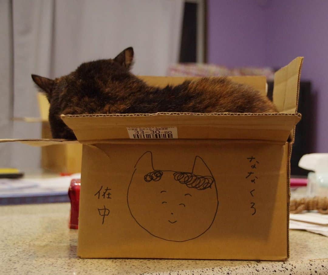 Kachimo Yoshimatsuさんのインスタグラム写真 - (Kachimo YoshimatsuInstagram)「あれ？何かがおかしい。 That?  Something is wrong.  #うちの猫ら #hijiki #在の字　#hijiki #猫 #ねこ #cat #ネコ #catstagram #ネコ部 http://kachimo.exblog.jp」10月16日 1時42分 - kachimo