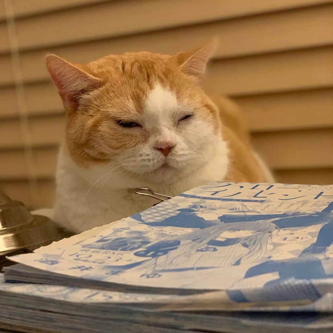 のインスタグラム：「昨夜のお眠なアサシン #cat #うめちゃん #ふかふかしとる」