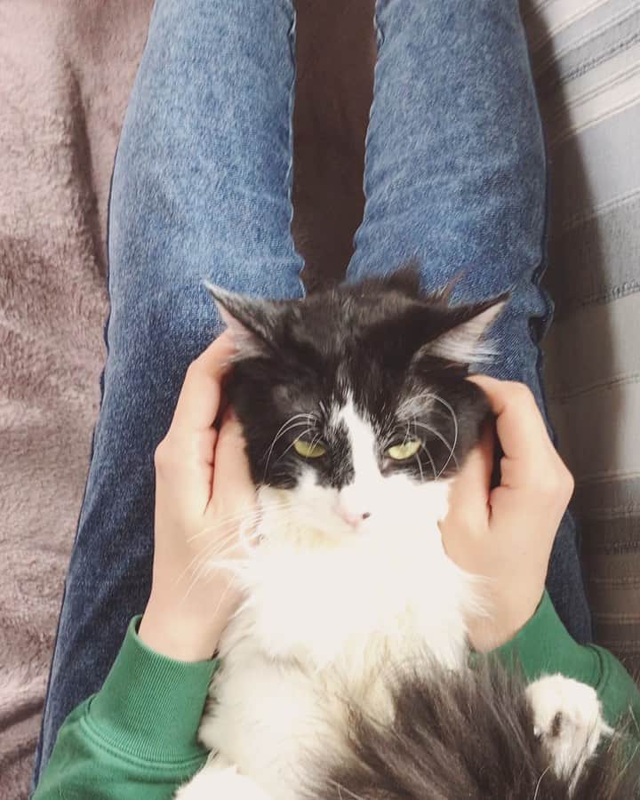 もじゃころのインスタグラム：「昨日投稿した、私がばんどぅの頭をマッサージしてる動画が意地悪しているように見えたらしくプチ炎上してて😢海外の方に色々と言われており、不快に思われた方いらっしゃったら本当に申し訳ないです😢  皆さんの飼われてる猫ちゃんはどうか分かりませんが、うちはばんどぅもペッペも他の子もみんな鼻の頭からおでこにかけて圧をかけて触られるの好きなんです。ばんどぅはめったにゴロゴロ言いませんが、おでこ触ってる時だけは嬉しくてゴロゴロ言う子なんです。嬉しそうに見えないかもしれませんが、私にはちゃんと伝わってます。ブラッシングで毛玉を取ったり、爪を切ったり嫌がることもしますが、虐めたりなんてあり得ません😢私は心の底からばんどぅのことが大好きなんです😭  いつもなら全然スルーできるんですが、今別件でメンタルお豆腐なのでちょっと心外すぎてショックを受けてしまい…今まで深く考えて写真とか載せたことなかったんですが、伝えるって難しいんですね…  ばんどぅ風邪はすっかり治って元気になりました☺️ 荒かった呼吸も落ち着いてて、月末には無事去勢手術できそうです。  #坂東玉隠しシャシャ丸  #あいちゃんの膝の上」