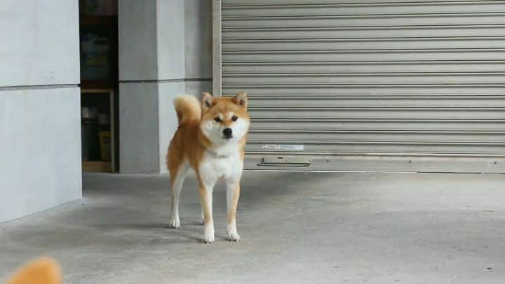 柴犬たま Shibainu Tamaのインスタグラム