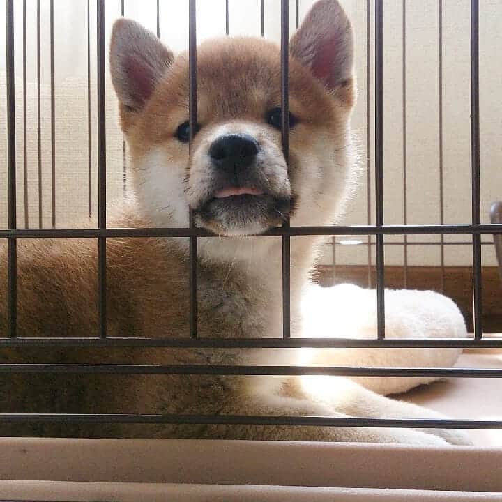 柴犬⭐️サスケのインスタグラム：「こんにちワン #うちに来てすぐくらい#小さかったな#今は14キロ#わんだフォ #🐶📷#🐶#犬ら部 #ふわもこ部 #pecoいぬ部 #shibastagram #shibagram」