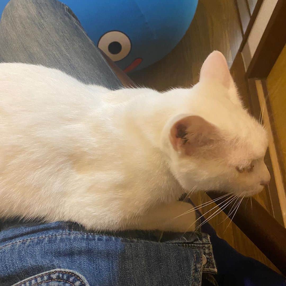 金巻ともこさんのインスタグラム写真 - (金巻ともこInstagram)「膝の上のハク  #hakuchai #cat #猫多頭飼い #whitecat #白猫 #catstagram」10月16日 12時39分 - tomotomoco