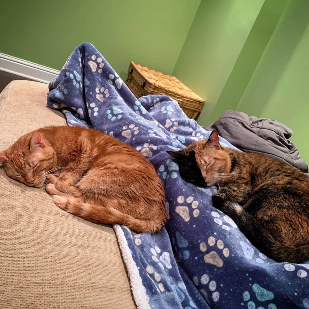 Venus Cat のインスタグラム：「Identical sleeping positions right down to the leg bend and tail tuck! We also have the same dark orange marking by our left eyes. That’s my sister @orangetabbyginger who you can see more of along with my other adopted siblings at @venusandfamily 😺🧡 #sisters #goodnight #twinning #orangetabby #venusandfamily」