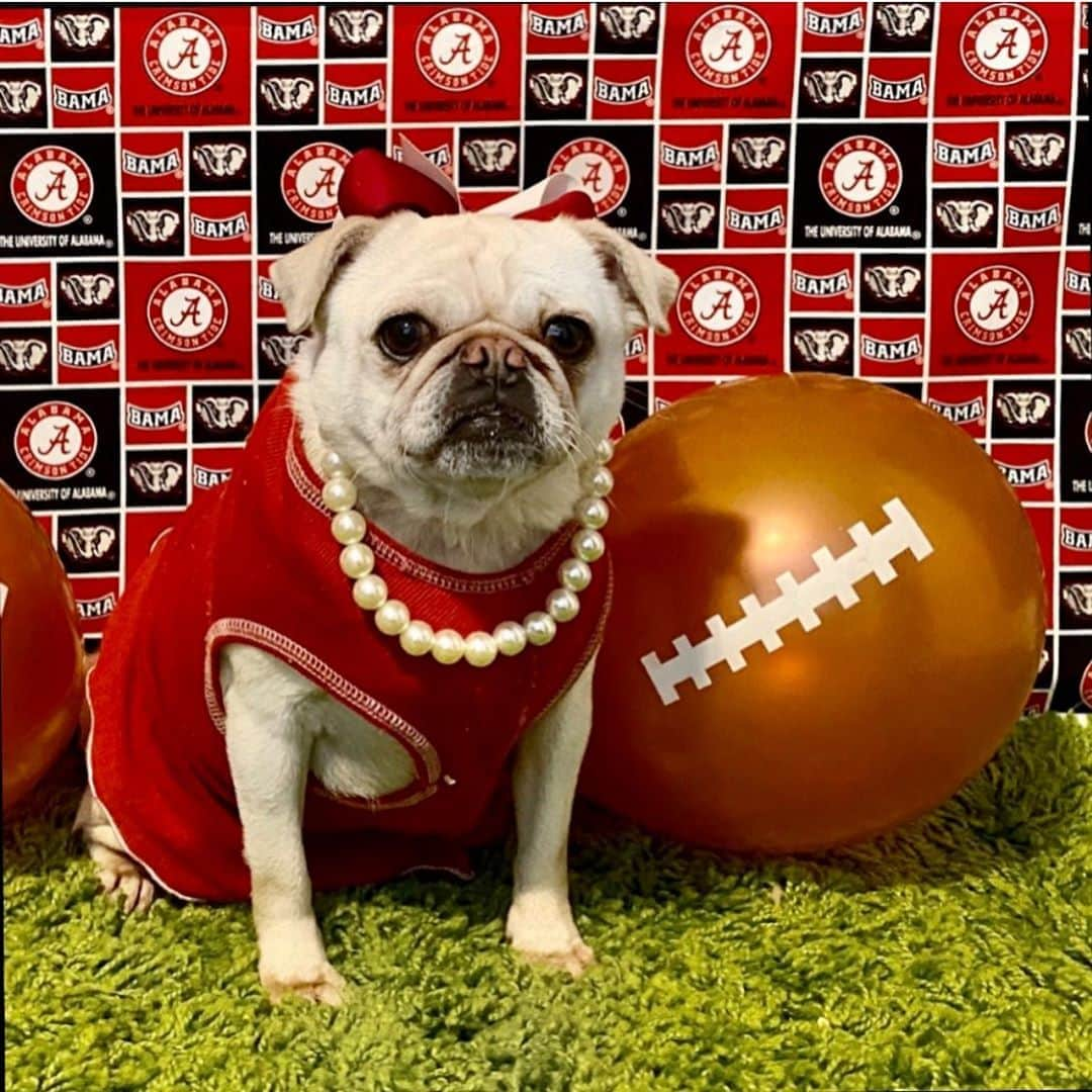 Priscilla and Poppletonさんのインスタグラム写真 - (Priscilla and PoppletonInstagram)「Happy #NationalPugDay to our favorite little pug sister, Pigtail. We thought this photo was super appropriate, since she’s such a good sport. ThOINKs Pigtail for being part of our herd! We love you to the Cheerio Castle and back!🐷🏈🐶#pigtailthepug #whitepug #pugday #goodsport #alabamafan #PrissyandPop」10月16日 4時16分 - prissy_pig