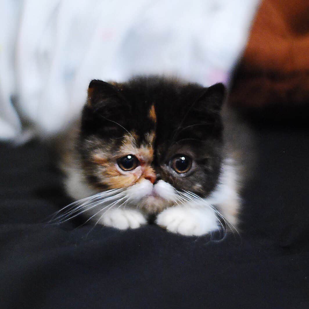 Pudgeのインスタグラム：「How it started vs. How it’s going: 10 years apart #tbt #catcon2020」